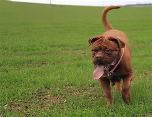 brown american bulldog