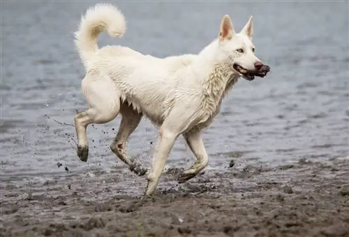 Samojede & Husky Mix Hunderasse-Info: Bilder, Fakten & Merkmale