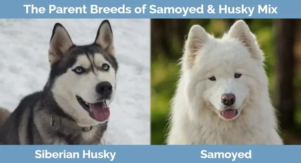 Föräldraraserna för Samojed & Husky Mix