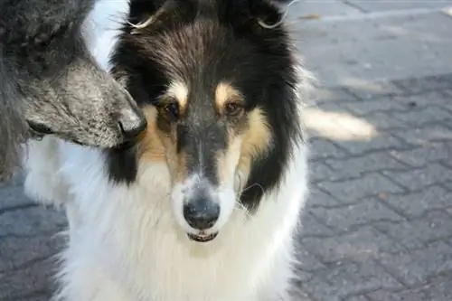 Cadoodle (Collie & Poodle Mix) መረጃ፣ ሥዕሎች፣ ባህሪያት፣ እውነታዎች