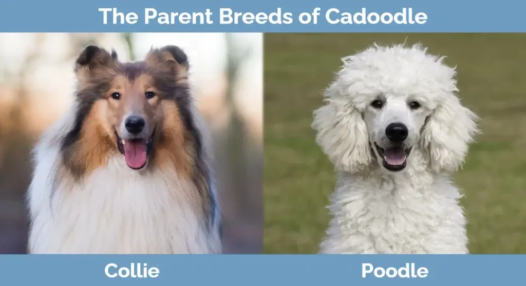 Родительские породы Cadoodle