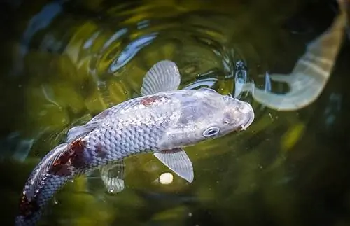 ginrin koi