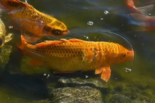 Ikan Kawarimono di dalam air