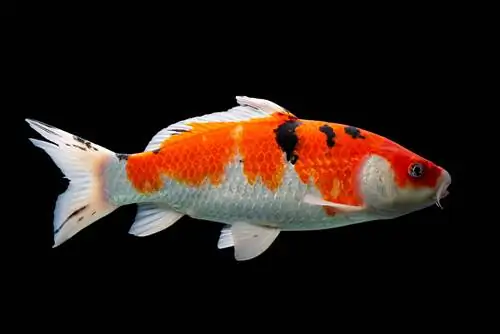 Taisho Sanke Koi Fish