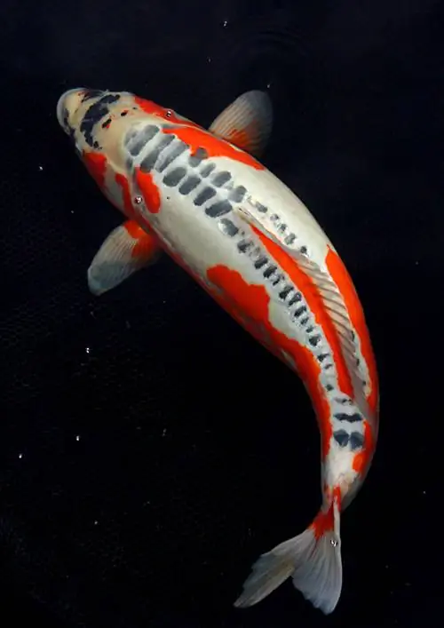 Shusui Koi