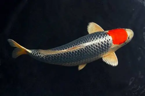 Ikan tancho