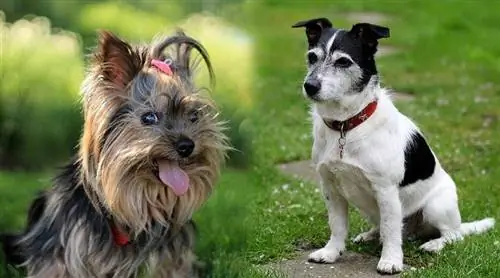 Jorkie (Jack Russell terijer & mješavina jorkširskog terijera): informacije, slike, osobine & činjenice