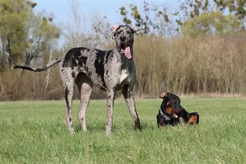 Doberdane (Doberman Pinscher & Great Dane Mix): Info, Pics, Traits & Qhov Tseeb