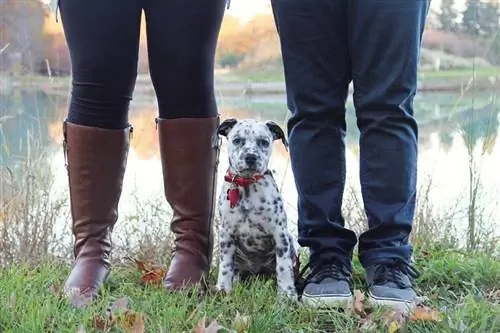 Dalmatian Englanninbulldogin pentu