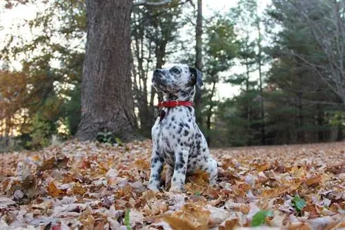 Bullmatian (Bulldog & Dalmatian Mix): Maklumat, Gambar & Fakta