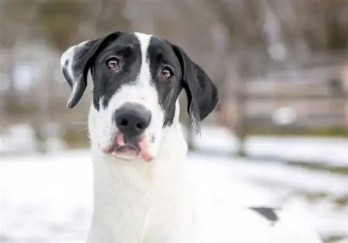 Great Dane Husky Mix: Dog Breed Info & სურათები