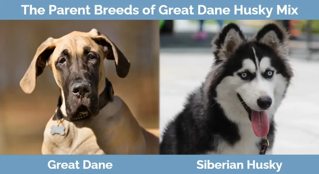 Forældreracerne til Great Dane Husky Mix