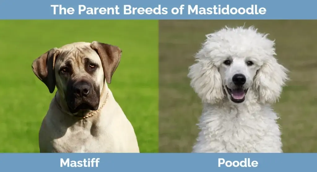 Родительские породы Mastidoodle