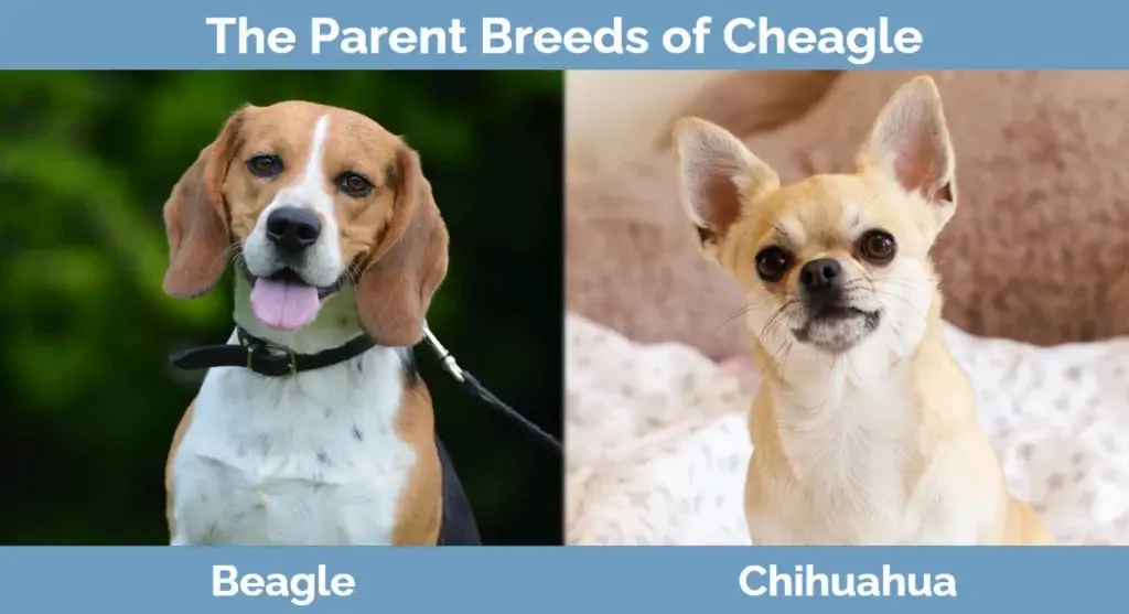 Les races parentales de Cheagle