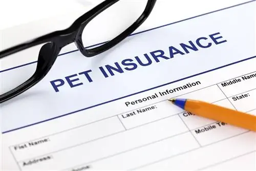 Puas yog Pet Insurance npog Hip Dysplasia? Nws Puas Muaj Nqi Ntau?