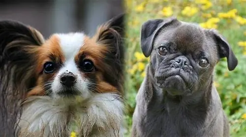 Papillon Pug Mix: información de la raza, imágenes, rasgos, hechos & Personalidad