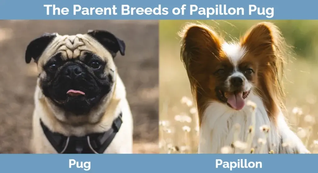 Roditeljske pasmine Papillon Pug