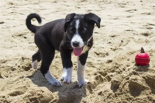 Border Collie Great Dane Mix ቡችላ