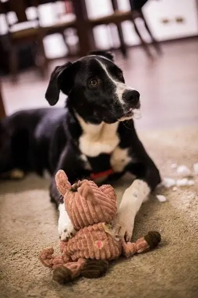 Border Collie Great Dane Mix