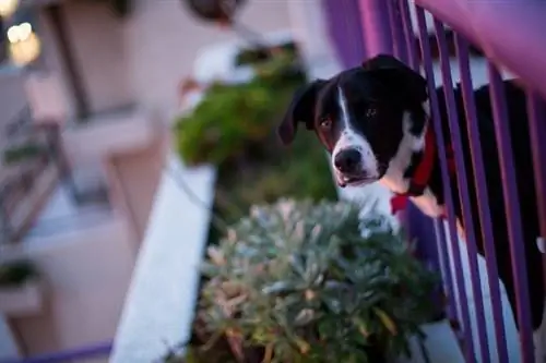 Border Collie Great Dane Mix: Breed Info, Pictures, Traits & Facts