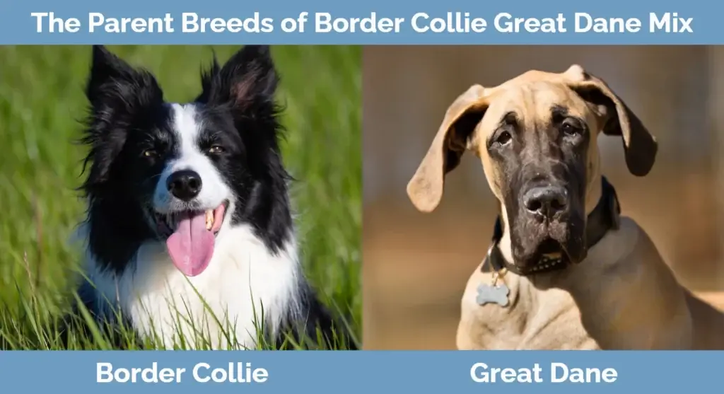 สายพันธุ์พ่อแม่ของ Border Collie Great Dane Mix