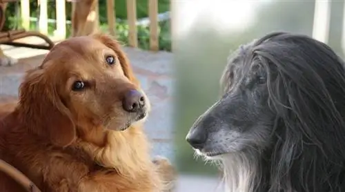 Afgán retriever (Afghan Hound & Golden Retriever Mix): Információ, képek, tulajdonságok & Tények