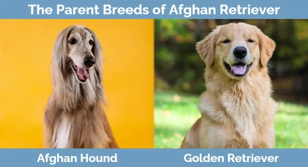 Induk baka Afghan Retriever