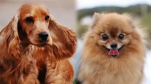 Cockeranian (Cocker Spaniel & Pomeranian Mix) Информация, снимки, черти & Факти