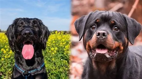 Schnottie (Schnauzer & Rottweiler Mix): Info, bilder, egenskaper & Fakta