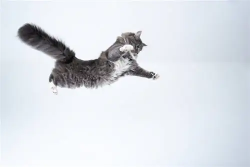 Cat Jump Fall