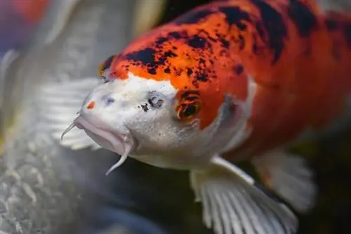 JAPÁN KOI- pixabay