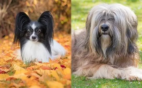 Papillon-Tibetan Terrier