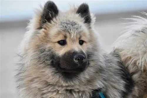 כלב eurasier בצבע בהיר