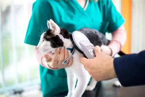 microchip de gato siendo escaneado en el veterinario