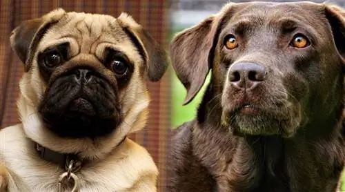 Pug Lab Mix (Pugador): информация, фотографии, характеристики, факты & Щенки