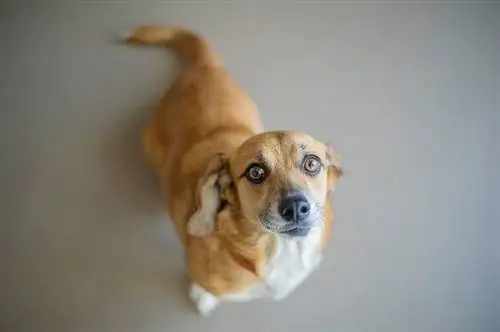 Corgi Beagle Mix (Beagi): informacije, slike, štenci, osobine & Činjenice