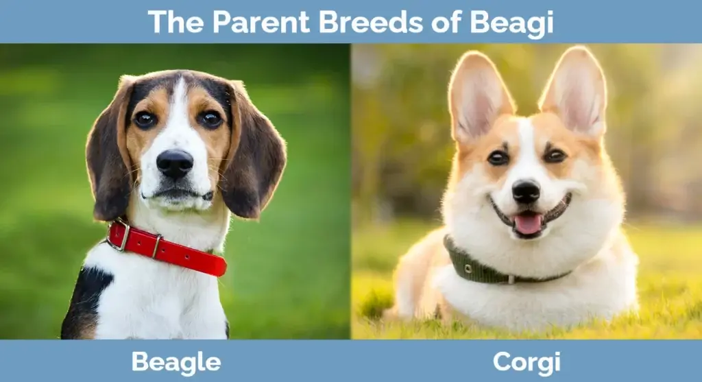 Beagin emorodut