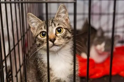 anak kucing di kandang di tempat penampungan