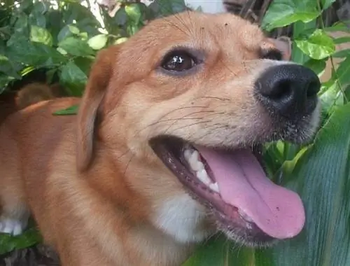 Beagle Pomeranian Mix (Pomeagle): Տեղեկություններ, նկարներ & Հատկություններ