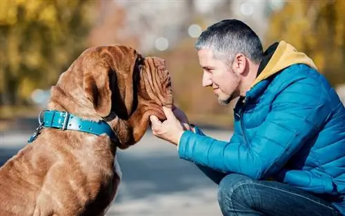 neopolotan mastiff med sin ägare