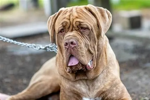 Mastiff dreglar