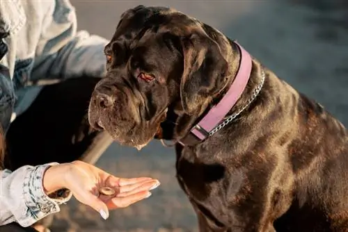 mastiff hund som har godbit