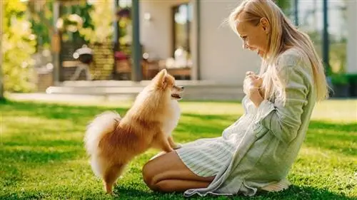 Frau trainiert einen pommerschen Hund, der wie ein pommerscher Hund aussieht