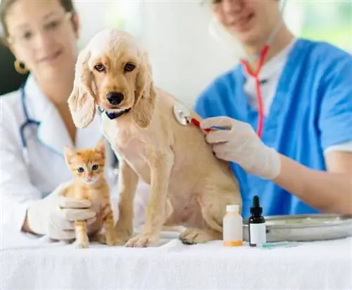 veterinar care examinează pisica și câinele