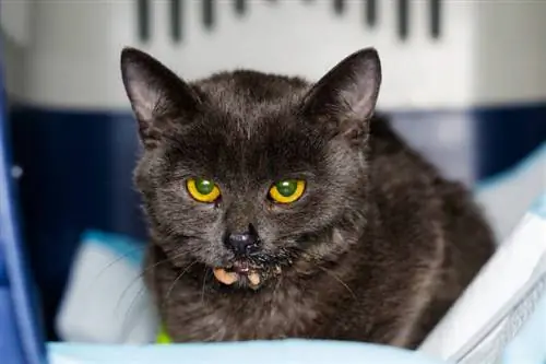 mačiatko s panleukopéniou a nevoľnosťou na veterinárnej klinike