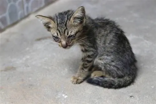 gattino malato seduto sul pavimento