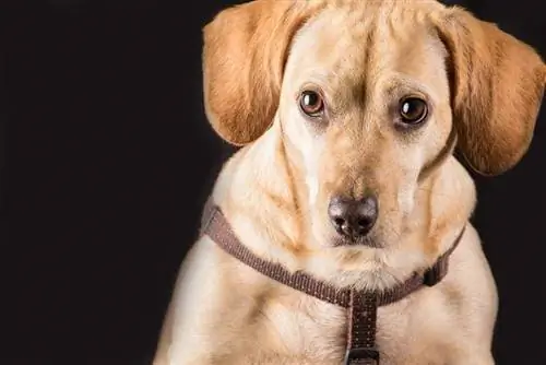 Dachshund Labrador Karışımı: Bilgi, Resimler, Özellikler & Gerçekler