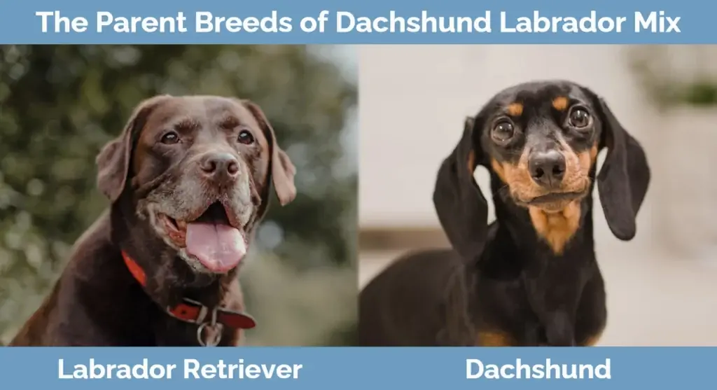 Ang magulang ay nag-aanak ng Dachshund Labrador Mix