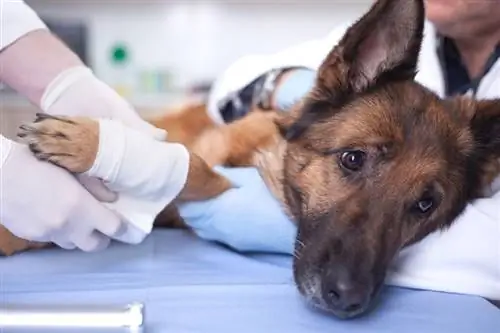 pakar bedah veterinar yang merawat anjing dalam pembedahan