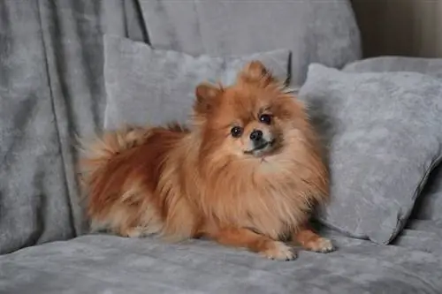 Red Pomeranian: Ukweli, Asili & Historia (Pamoja na Picha)